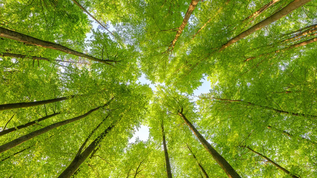 Environmental Impact Trees